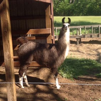 Profile Picture of Joe Salvati (@joe_salvati43) on Twitter