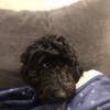 Profile Picture of Ralphie (@@ralphrudd2) on Tiktok