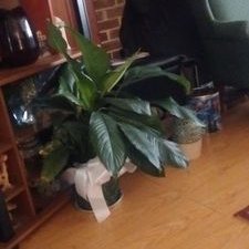 Profile Picture of Alonzo  Wilson (@AlonzoWilson17) on Twitter