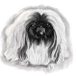 Profile Picture of Sherry Fischer (@lion_feathers_art) on Instagram