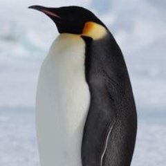 Profile Picture of Alex Roush (@bubbubbubbub) on Twitter