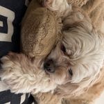 Profile Picture of Bardo (@nathan_barden.137) on Instagram