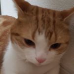 Profile Picture of sean.takahashi (@sean.takahashi) on Instagram