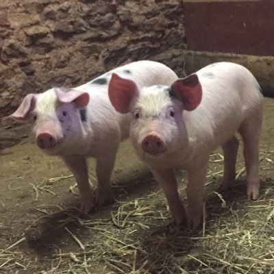 Profile Picture of John Ker (@KBOrganicGoat) on Twitter