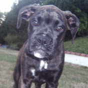 Profile Picture of Nicolas Pelleter (@nicolaspelleter609) on Youtube