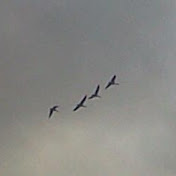 Profile Picture of CHUCK SIMPSON (@joelsim77) on Youtube