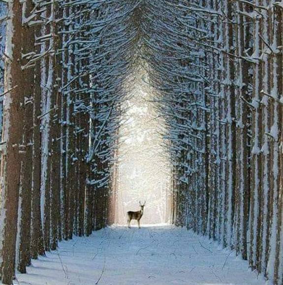 Profile Picture of Liz Runquist (@sdlizzie) on Poshmark