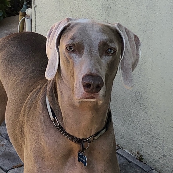 Profile Picture of Marci Mednick (@marcimednick) on Poshmark