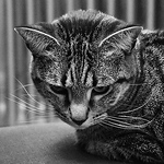 Profile Picture of Ben Mccall (@benjamintmccall) on Flickr