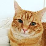 Profile Picture of Anne Groht (@duckngee) on Instagram