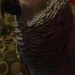 Profile Picture of Allison Coutts (@allie7982) on Pinterest