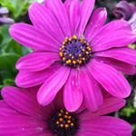 Profile Picture of Christiane Wittenberg (@christianewittenberg) on Instagram