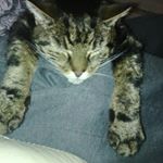 Profile Picture of sam ansell (@ansellsam) on Instagram