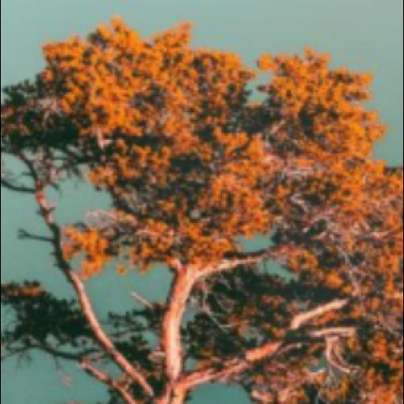 Profile Picture of Faryaal Nasir (@fn11521) on Poshmark