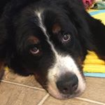 Profile Picture of David A Krauthamer (@dkraut21) on Instagram