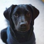 Profile Picture of Harper Kent (@harper_the_springador) on Instagram