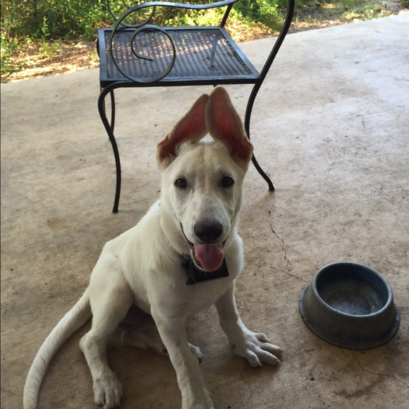 Profile Picture of Joe Strong (@joestrong) on Poshmark