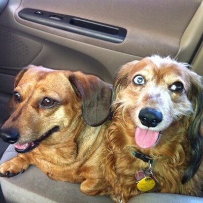 Pam Boyer - Twitter Profile Picture of Pam Boyer (@PamBoyer) on Twitter