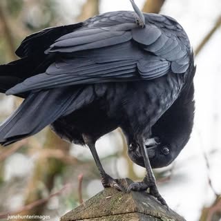 Profile Picture of Derek Scheller (@schellerderek) on Instagram