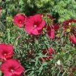 Profile Picture of Maribeth Longberry (@longberrym) on Instagram