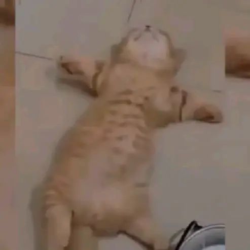 Profile Picture of Tony Laughlin (@tonylaughlin600) on Tiktok