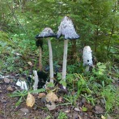 Profile Picture of Lipinski (@alex241177) on Twitter