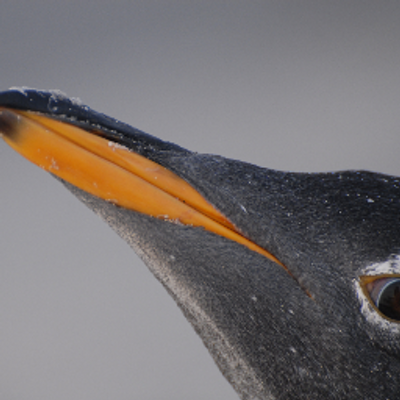 Profile Picture of Ross Mackenzie (@NorthSouthImage) on Twitter