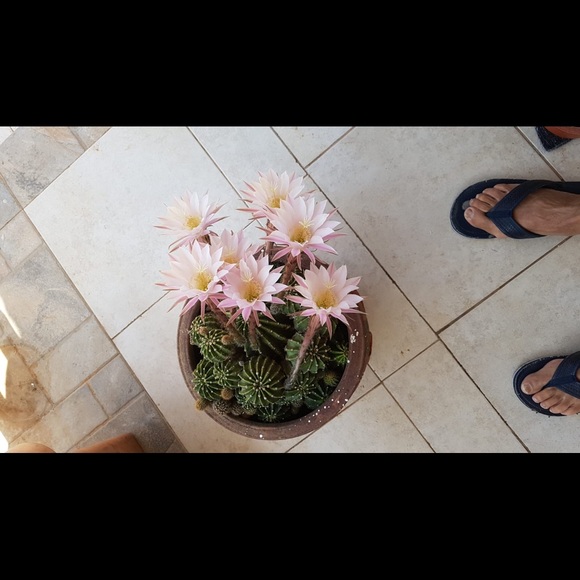 Profile Picture of Dalia Regev (@dregev21) on Poshmark