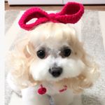 Profile Picture of 영심이 :) (@o_sim_bichon) on Instagram
