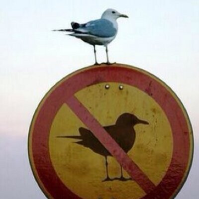 Profile Picture of MJ Macvey 🇨🇦 (@macbozo) on Twitter