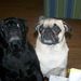 Profile Photo of Jackie Cronin (@jcroninpug) on Pinterest