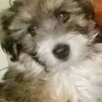 Profile Picture of Ray  Cordero (@ray.cordero5) on Tiktok