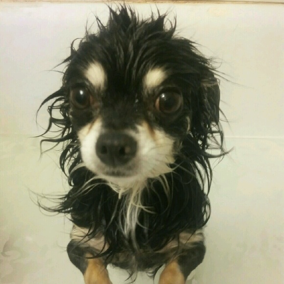 Profile Picture of Ben Pugh (@benchilada417) on Poshmark