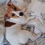 Profile Picture of Doris Davies the Jack Russell (@_doris_davies) on Instagram