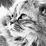 Profile Picture of Chun Chi Hsu (@chun chi hsu) on Flickr