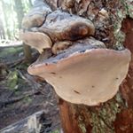 Profile Picture of Trevor Lloyd Groves (@trevorlgroves) on Instagram