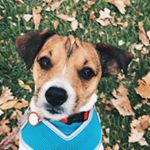 Profile Picture of Rudy J Warner (@rudythejackrussell) on Instagram