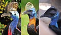 Profile Picture of Cassowary - Wikipediaon Wikipedia