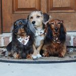 Profile Picture of Lily, Teddy, and Huey (@lilyteddyhuey) on Instagram