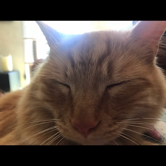 Profile Picture of Tammy Chabino (@beano00) on Poshmark