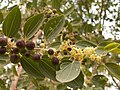 Profile Picture of Ziziphus spina-christi - Wikipediaon Wikipedia