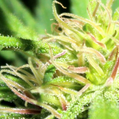 Profile Picture of Gerry Edwards (@MBANaturals) on Twitter