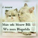 Profile Picture of Amber Rehman (@siddiqashah78) on Instagram