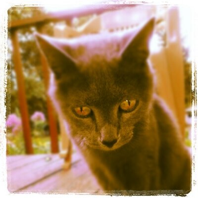 Profile Picture of Jeff Halstead (@anavrindg) on Twitter