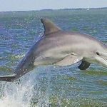 Profile Picture of Captain Randy Barfield (@captainrandysdolphinshelltrips) on Instagram