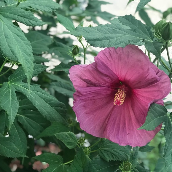 Profile Picture of C Clark (@quitefrank22) on Poshmark