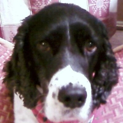 Profile Picture of Linda Haney (@lovespaniels) on Twitter