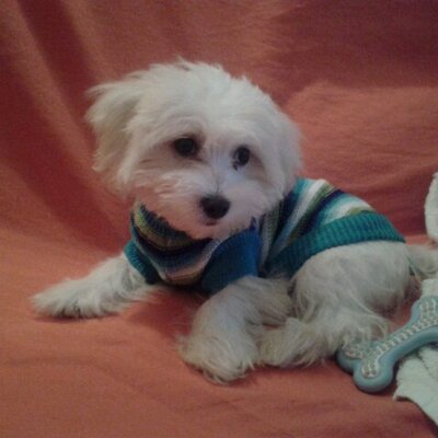 Profile Picture of Anna Zampieri (@zampi_anna) on Twitter