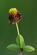 Profile Picture of Trifolium spadiceumon Wikipedia