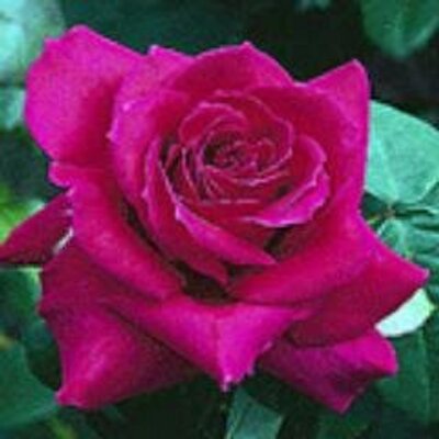 Profile Picture of James Osterberg (@VGkristagibbs) on Twitter